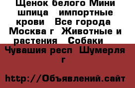 Щенок белого Мини шпица , импортные крови - Все города, Москва г. Животные и растения » Собаки   . Чувашия респ.,Шумерля г.